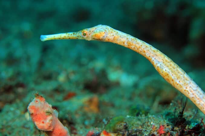 Espèce syngnathe