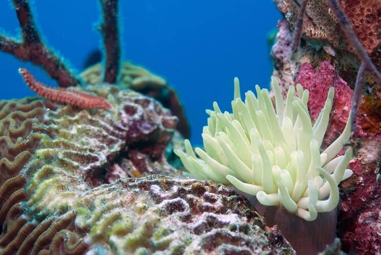 Ver à soies sur corail