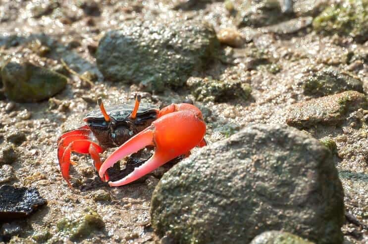 Crabe violoniste à griffes rouges