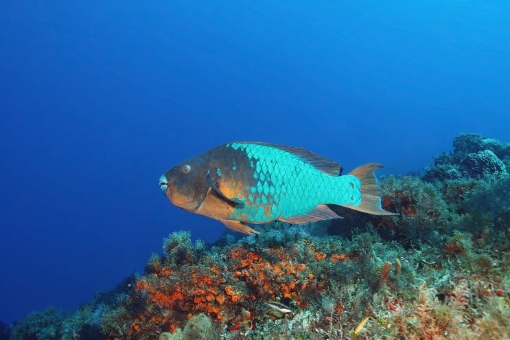Poisson-perroquet arc-en-ciel