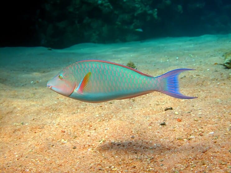 Poisson perroquet