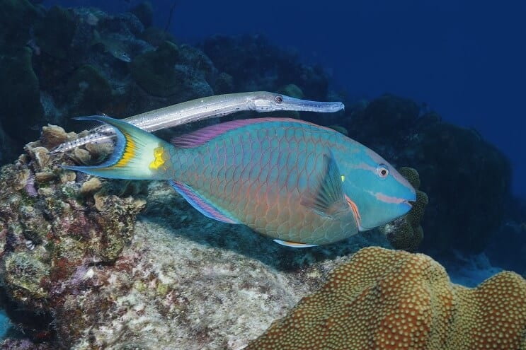 Poisson perroquet