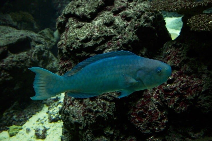 Poisson perroquet bleu
